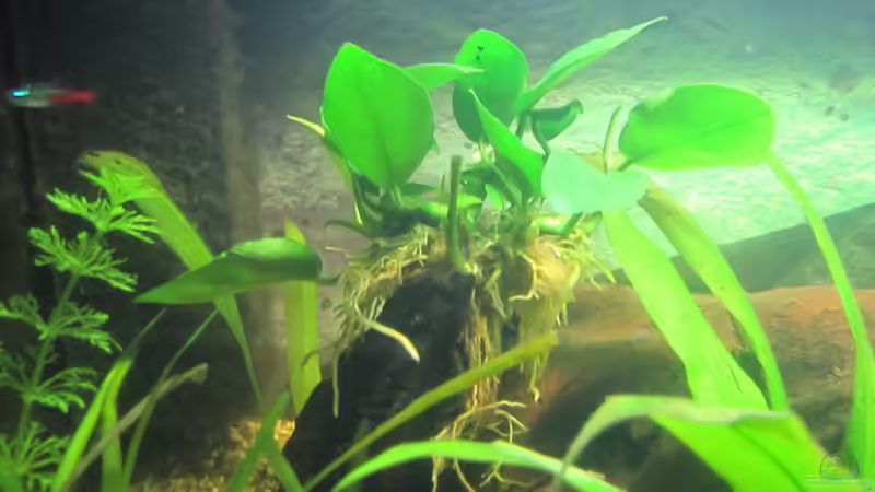 Pflanzen im Aquarium &quot;Luke`s 54&quot; --Aufgelöst-- von Leo-FAN (9)