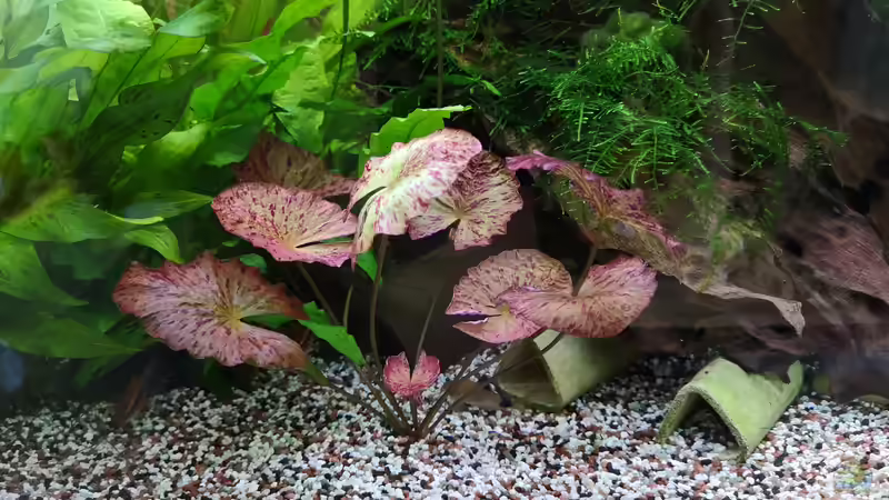 Pflanzen im Aquarium &quot;the green one&quot; von Der Küstenjunge (14)