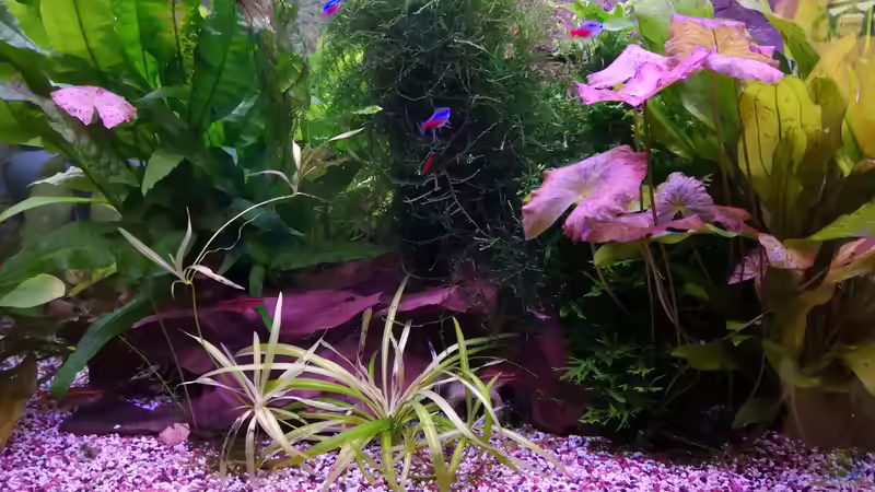 Pflanzen im Aquarium &quot;the green one&quot; von Der Küstenjunge (15)