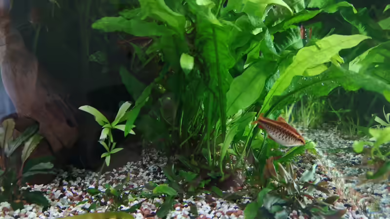 Pflanzen im Aquarium &quot;the green one&quot; von Der Küstenjunge (16)