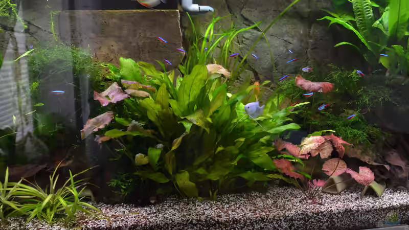 Pflanzen im Aquarium &quot;the green one&quot; von Der Küstenjunge (18)