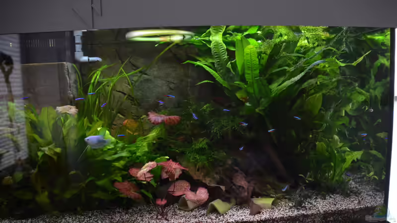 Pflanzen im Aquarium &quot;the green one&quot; von Der Küstenjunge (19)