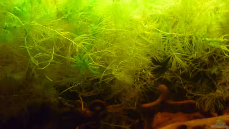 Pflanzen im Aquarium &quot;Wilde Horde&quot; von Rootsman (32)