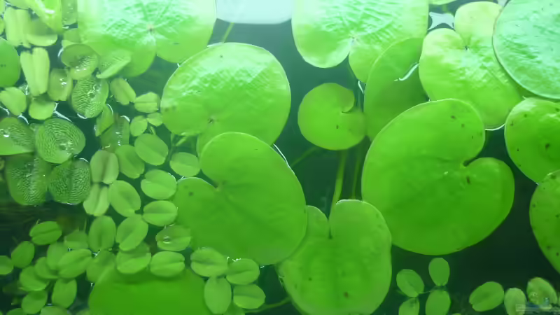 Pflanzen im Aquarium &quot;Wilde Horde&quot; von Rootsman (33)