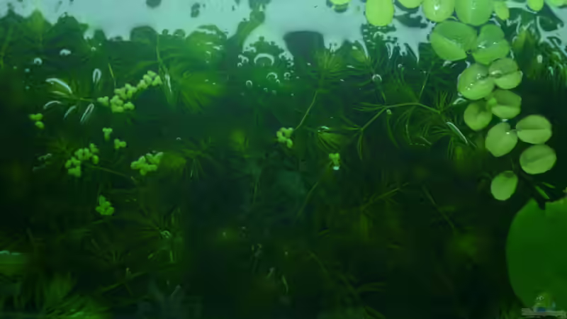 Pflanzen im Aquarium &quot;Wilde Horde&quot; von Rootsman (36)