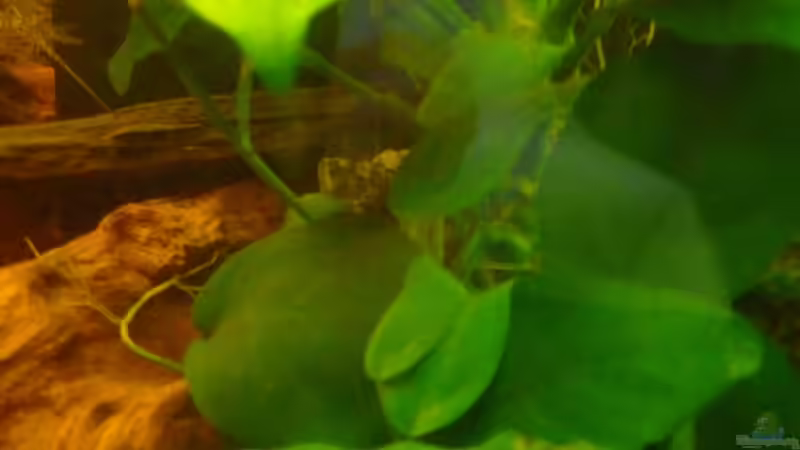 Pflanzen im Aquarium &quot;Wilde Horde&quot; von Rootsman (37)