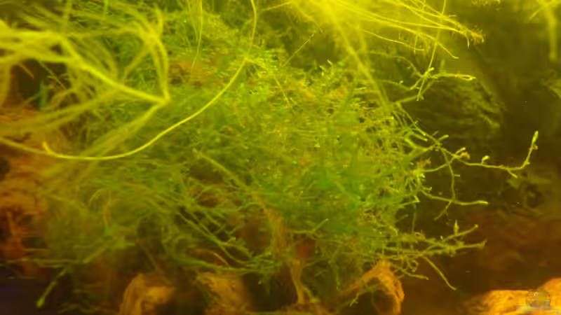 Pflanzen im Aquarium &quot;Wilde Horde&quot; von Rootsman (38)