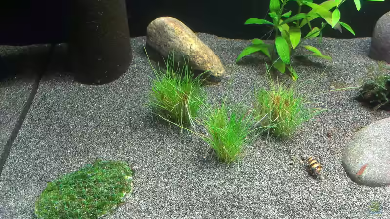 Pflanzen im Aquarium &quot;Zufall&quot; von Pflanzenfreund (10)