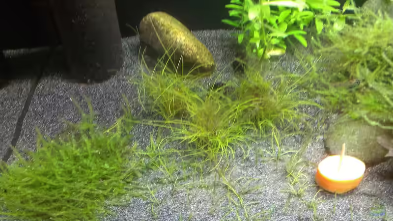 Pflanzen im Aquarium &quot;Zufall&quot; von Pflanzenfreund (11)