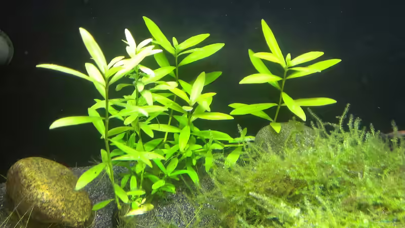 Pflanzen im Aquarium &quot;Zufall&quot; von Pflanzenfreund (12)