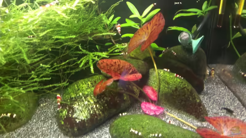 Pflanzen im Aquarium &quot;Zufall&quot; von Pflanzenfreund (5)