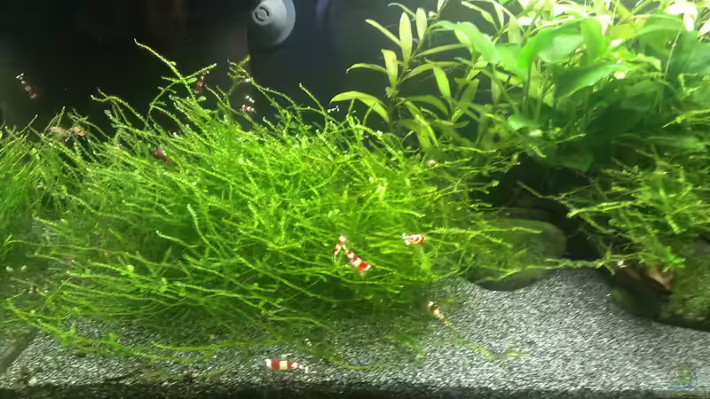 Pflanzen im Aquarium &quot;Zufall&quot; von Pflanzenfreund (6)