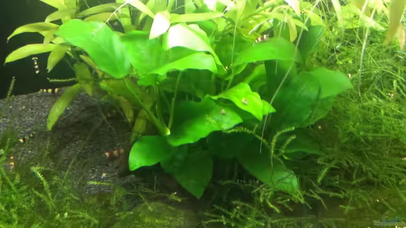 Pflanzen im Aquarium &quot;Zufall&quot; von Pflanzenfreund (7)