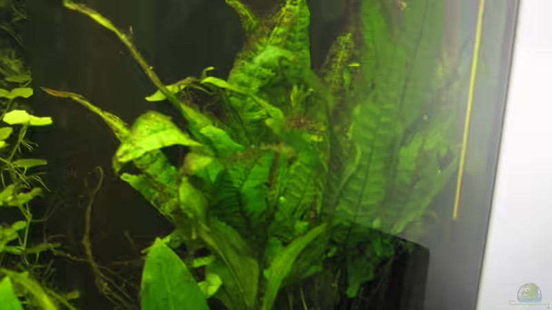 Pflanzen im Aquarium Anfänger Becken 19.8.09 von Sven Lowbob (13)