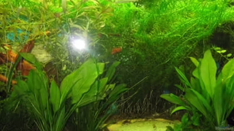 Pflanzen im Aquarium Anfänger Becken 19.8.09 von Sven Lowbob (14)