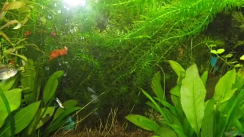 Pflanzen im Aquarium Anfänger Becken 19.8.09 von Sven Lowbob (15)