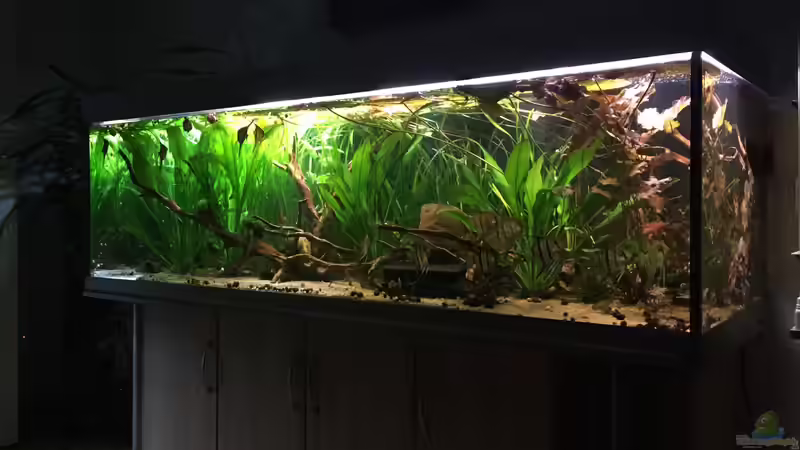 Pflanzen im Aquarium Angels Place ... von Marcus Lucke (12)