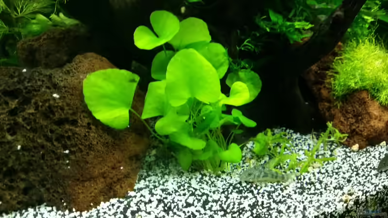 Pflanzen im Aquarium Angie und Roberts Unterwasserwelt von Angie777 (18)