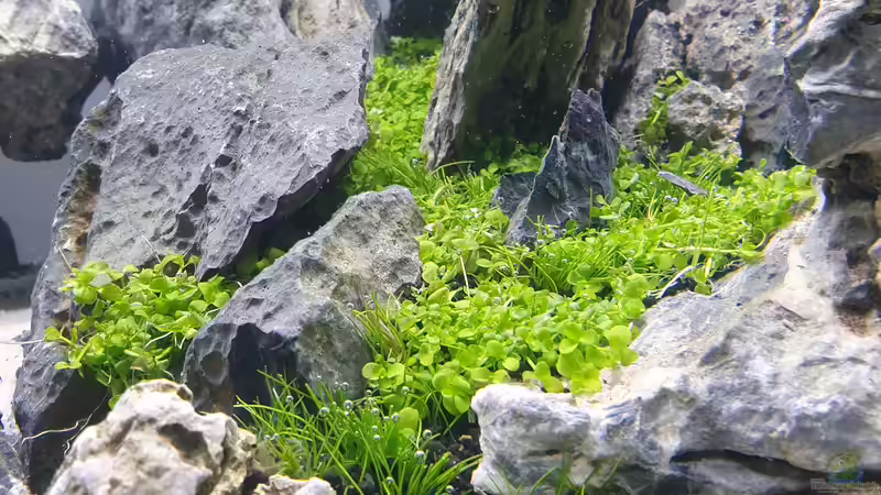 Pflanzen im Aquarium Another World von similis (35)