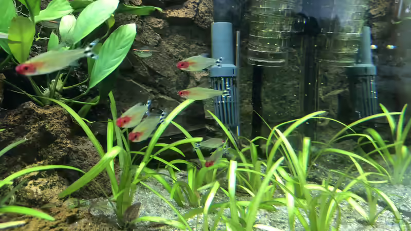 Pflanzen im Aquarium Anubiaswald von derflo (7)