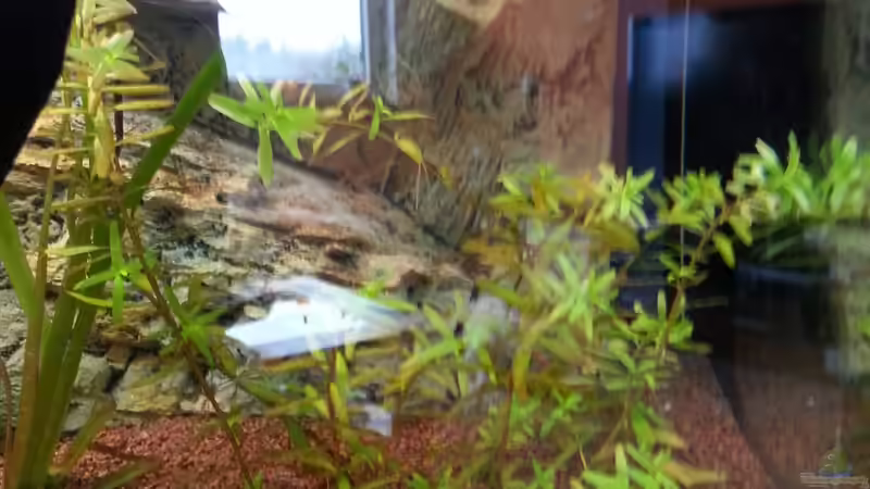 Pflanzen im Aquarium Apistograma Agassizii von Der Dreiäugige Goldfisch (5)