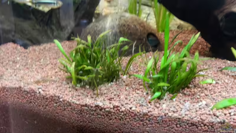 Pflanzen im Aquarium Apistograma Agassizii von Der Dreiäugige Goldfisch (6)