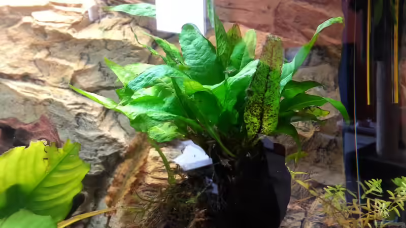 Pflanzen im Aquarium Apistograma Agassizii von Der Dreiäugige Goldfisch (8)