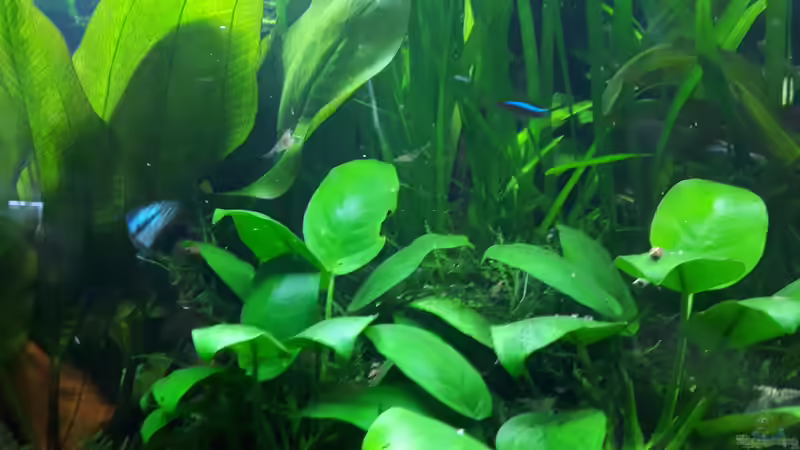 Pflanzen im Aquarium Apistogramma Becken (nur noch Beispiel) von SebBk (3)