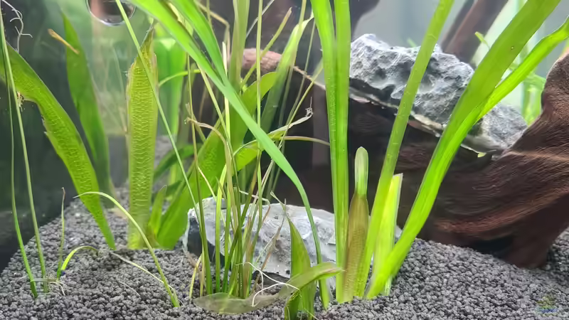 Pflanzen im Aquarium AQ 01 von domnk (3)