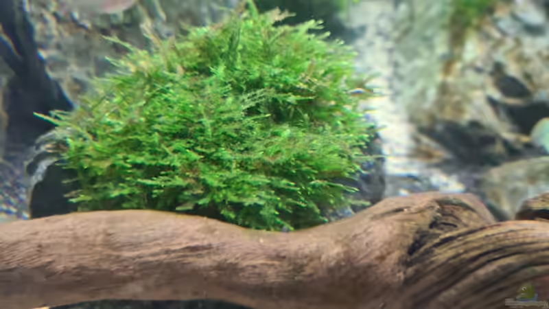 Pflanzen im Aquarium AQ 01 von domnk (5)