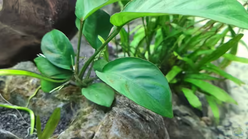 Pflanzen im Aquarium AQ 01 von domnk (6)