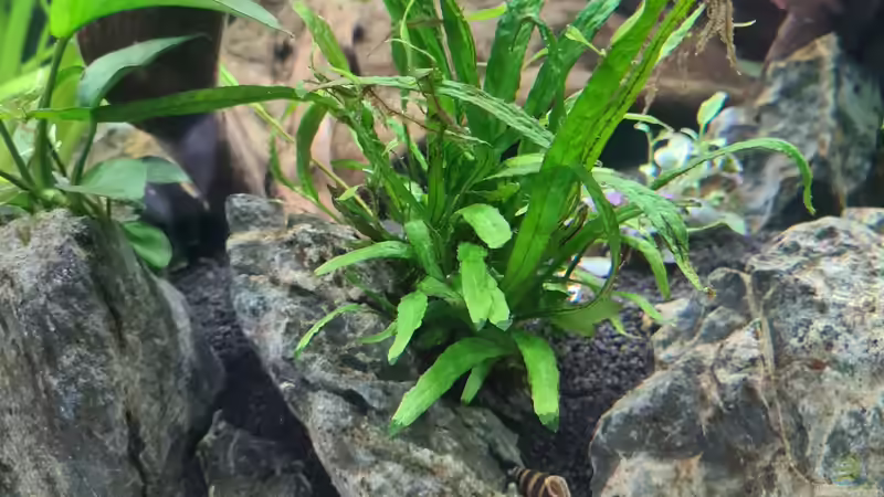 Pflanzen im Aquarium AQ 01 von domnk (7)