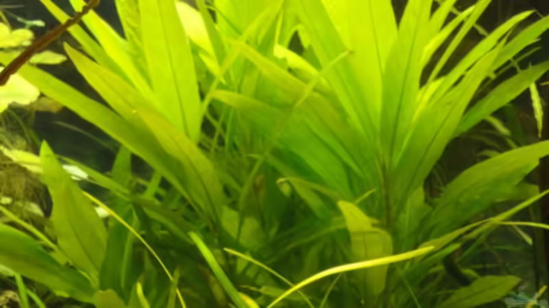 Pflanzen im Aquarium AQA (nur noch als Beispiel) von -Mark- (10)