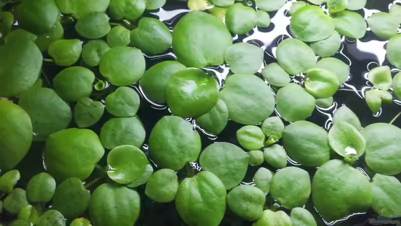 Pflanzen im Aquarium Aqua Art von Nixe1991 (9)