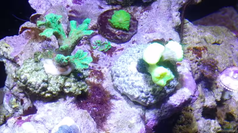 Pflanzen im Aquarium Aqua Medic Blenny von luki79 (4)