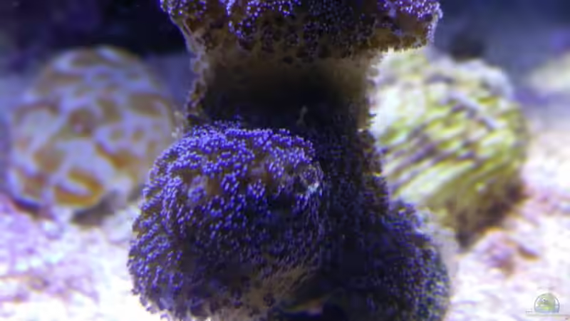 Pflanzen im Aquarium Aqua Medic Blenny von luki79 (5)