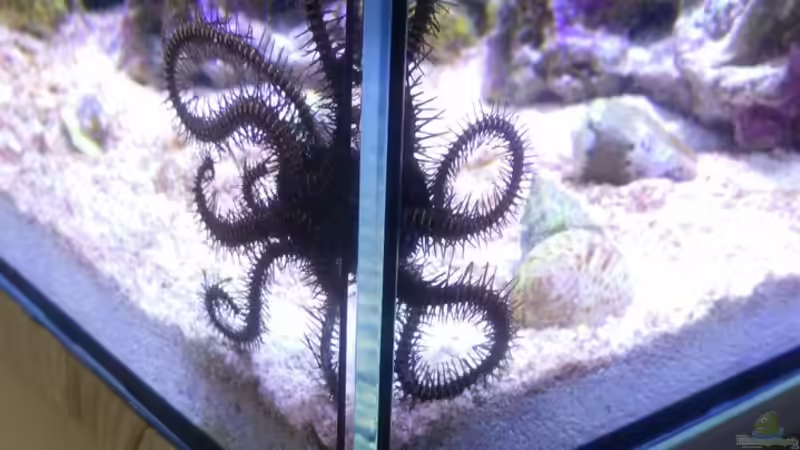 Pflanzen im Aquarium Aqua Medic Blenny von luki79 (7)