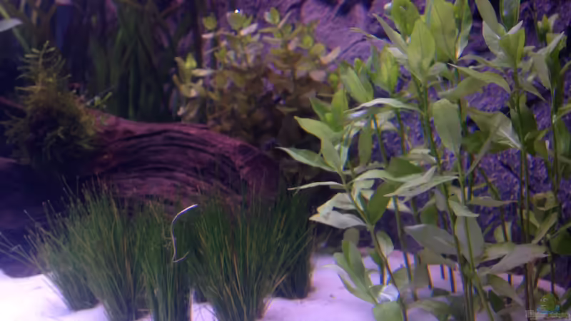 Pflanzen im Aquarium Aqua von Flo Weber (5)