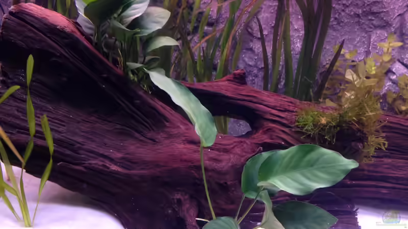 Pflanzen im Aquarium Aqua von Flo Weber (6)