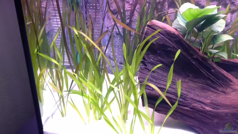 Pflanzen im Aquarium Aqua von Flo Weber (7)