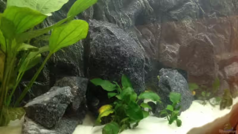 Pflanzen im Aquarium Aquael panorama Becken von Christian.D (3)