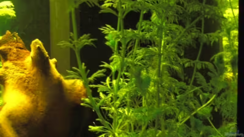 Pflanzen im Aquarium Aqualounge von BaniW (10)