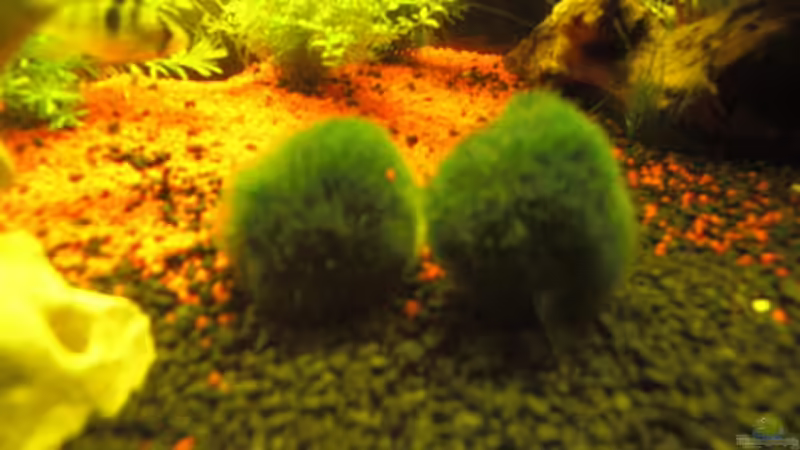 Pflanzen im Aquarium Aqualounge von BaniW (12)