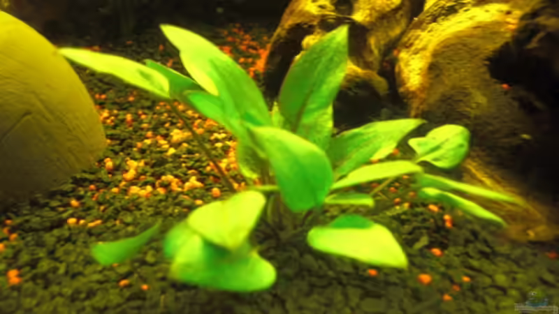 Pflanzen im Aquarium Aqualounge von BaniW (14)