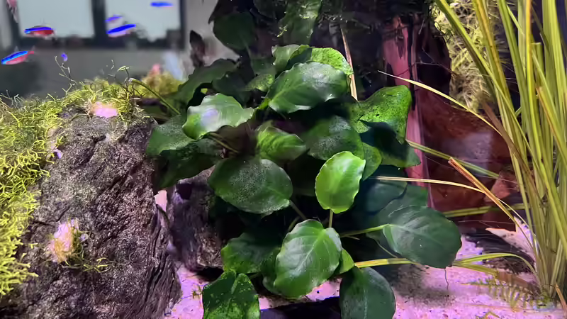 Pflanzen im Aquarium Aquascape Mooslandschaft von Dietmar Keßl (16)