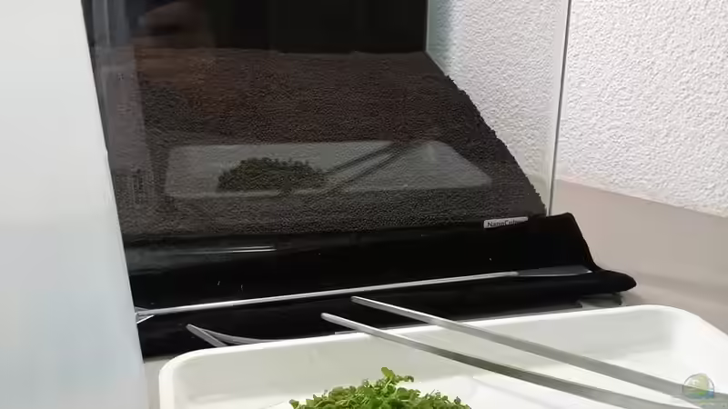 Pflanzen im Aquarium Aquascape Nanocube30 Dragonstone von Sandro (6)