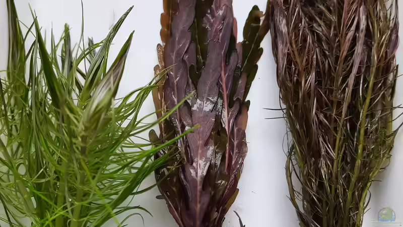 Pflanzen im Aquarium Aquascape Nanocube30 Dragonstone von Sandro (8)