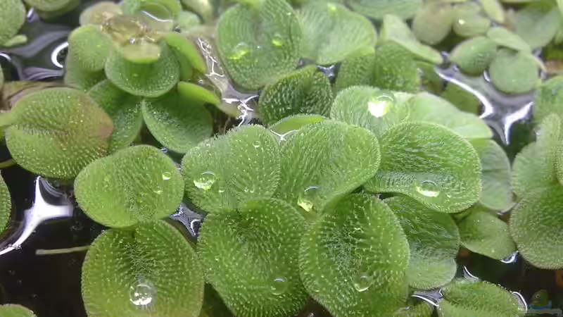 Pflanzen im Aquarium Artenbecken Betta Macrostoma von Heiko Bischof (10)