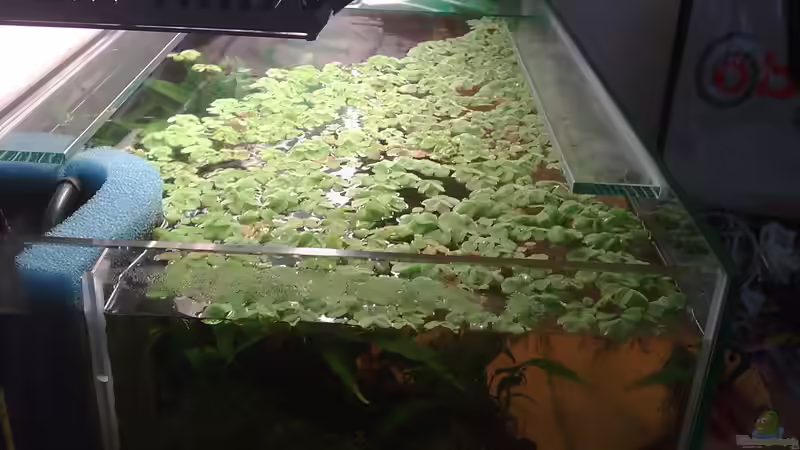 Pflanzen im Aquarium Artenbecken Betta Macrostoma von Heiko Bischof (11)