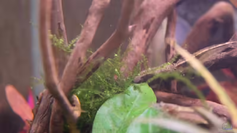 Pflanzen im Aquarium Artenbecken Corydoras aeneus von Mitch22 (2)